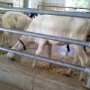 One of the few free zoos left in America.