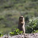 Bear Burrito Photo - Denali, Alaska 