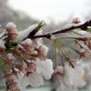 Snow and Cherry Blossoms Photo - Washington, D.C., United States 