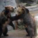 Grizzly Bears at Play Photo - San Diego, California 