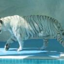 White Tigers . . . Photo - Las Vegas, Nevada 