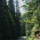 Mount Rainier Photo - Mt. Rainier National Park, Washington 