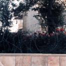 Barbed Wire and Roses Photo - Jerusalem, Israel 