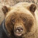 That is One Big Bear Head! Photo - Denali, Alaska 