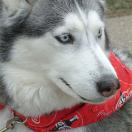 Chicago Dog Photo - Chicago, Illinois 