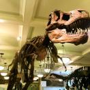 T-Rex Photo - American Museum of Natural History, New York, New York 