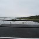 View From Boggy Creek airboats-front Seat! Photo - Boggy Creek Ride, Kissimmee, Florida 