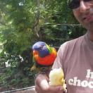  Ardastra Photo - Nassau, Bahamas 