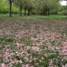 So Pretty...Bring your Camera!