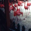The Marching Flamingos of Ardastra Zoo