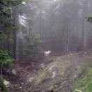 The Refuge for Endangered Wildlife Photo - Vancouver, British Columbia 