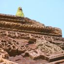 A parakeet at Quwwat-ul-Islam Photo - Delhi, India 