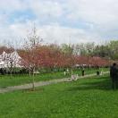 Cherry Blossom Festival