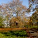 Colorful fall leaves in Hyde Park, London, England Photo - London, England 