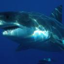 Isla Guadalupe Great White Shark Photo - 