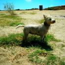 Our Little Sandmonster Photo - Los Angeles, California 