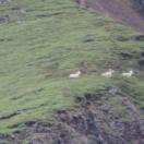 Dall Sheep (Rams) Photo - Denali, Alaska 