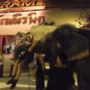 Hanging out with an elephant Photo - Bangkok, Thailand 
