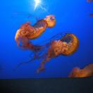 Ripley's Aquarium of the Smokies