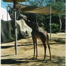 San Diego Zoo  Photo - San Diego, California 