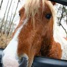 The Wild Lives of Vanilla Sugar, sbabelle & ct888 Photo