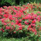 Experience Lisbon's Colors & Flavors with zabelle Photo