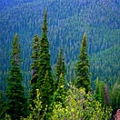 River City Roots Fest: Big Fun in Big Sky Country Photo