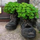 For St Patty's Day, IgoUgo's Best Ireland Photos Photo