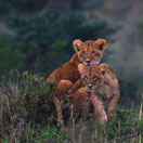 Traveler of the Week on an East African Safari Photo