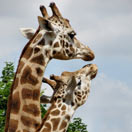 10 of our Favorite Animal Photos – Say Cheese! Photo