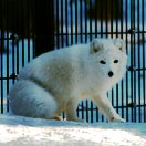 Traveler of the Week Visits Alaska in Winter Photo