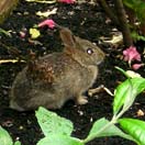 Celebrate Easter with Rockets Photo