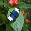 It's Always Sunny in Costa Rica Photo