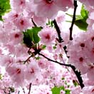 Sakura: A Short Season in Bloom Photo