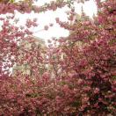 IgoUgo's Week in Travel: Paris in the Springtime Photo