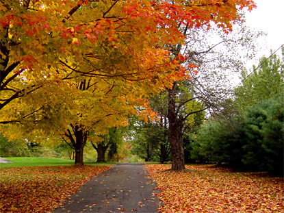 Wonder-Fall: Celebrating the Season Photo