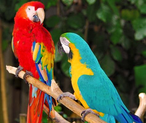 D_a_n: Back, but Lost in the Wilds of Marco Island Photo