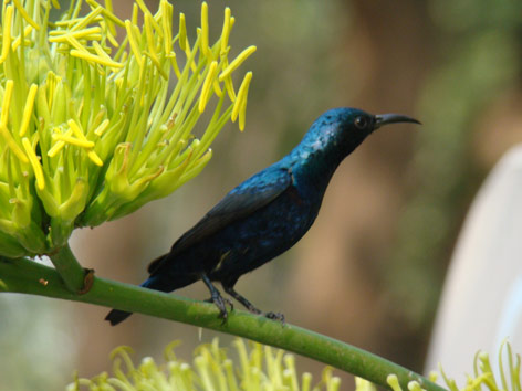 Traveler of the Week: A Garden Grows in Delhi Photo