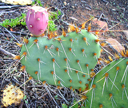 Sweet Spots & Prickly Places for Valentine's Day Photo