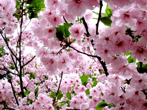 Sakura: A Short Season in Bloom Photo