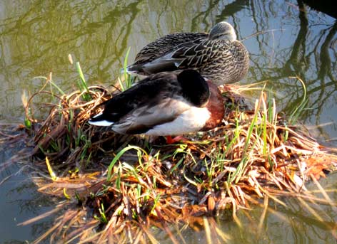 Photos of the Week: Rest Easy Photo