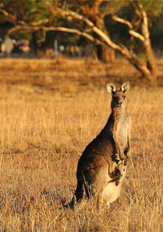 Photos of the Week: Animals of Australia Photo