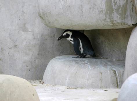 Photos of the Week: Animals on Parade Photo