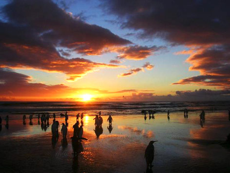 It’s Tickle a Penguin Day Photo